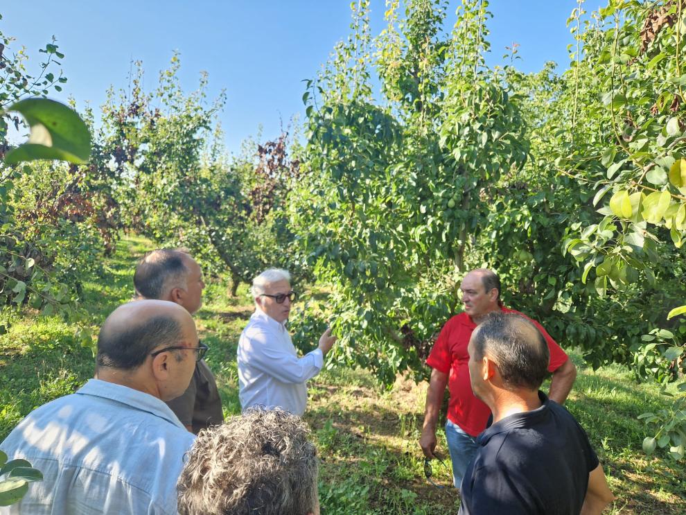 El departamento de Agricultura presenta un plan de reconversión varietal para hacer frente al avance del fuego bacteriano en Aragón.