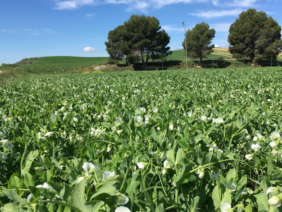 Los proyectos buscan un modelo agroalimentario más sostenible y adaptado a lo que demanda el mercado