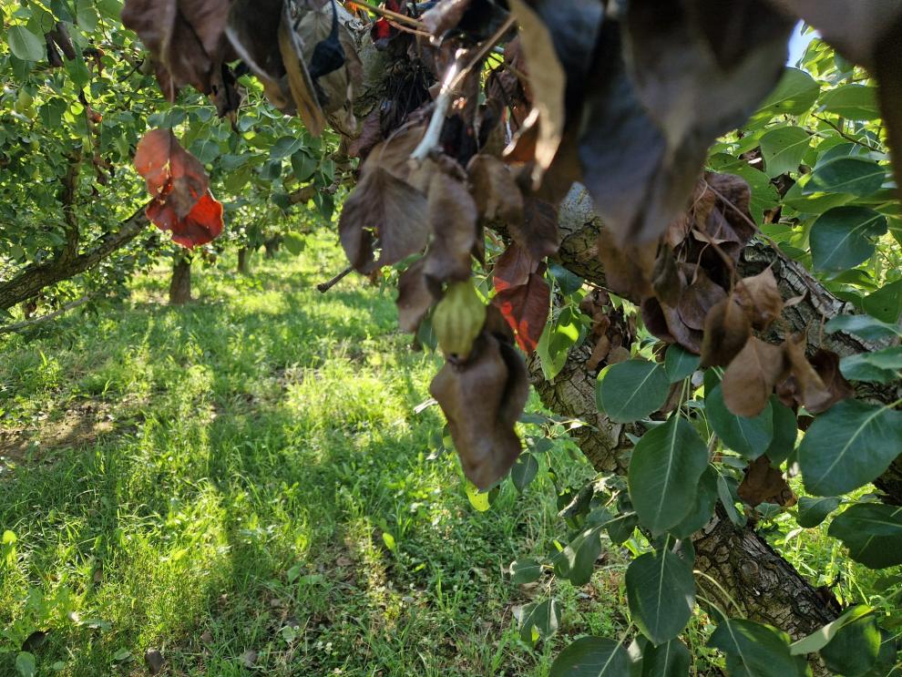 Imagen del artículo Agricultura activa un plan de ayudas de medio millón de euros contra el fuego bacteriano
