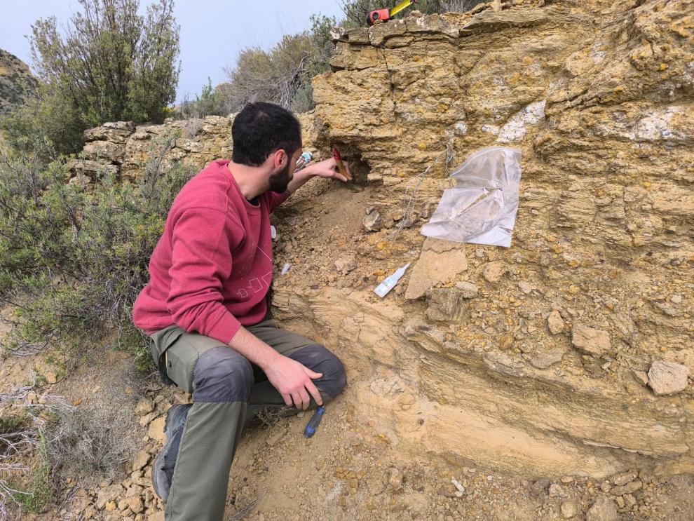 Hallazgo en Riodeva (Teruel, España) durante el año 2024 de una de las vértebras estudiadas.
