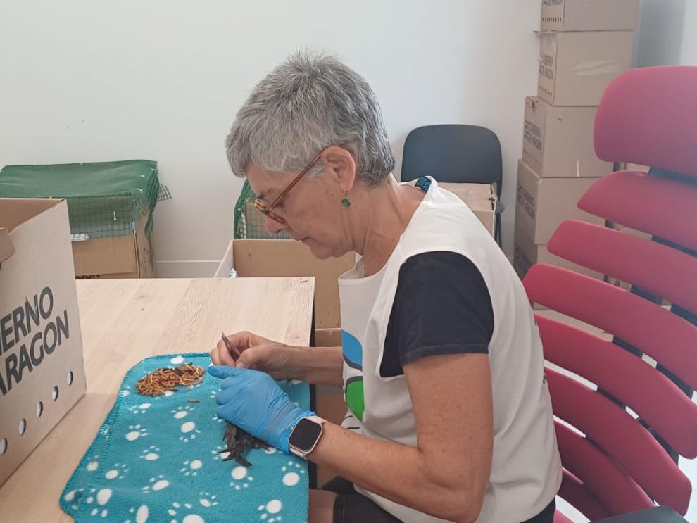 Una voluntaria atiende a un vencejo en el Centro de Recuperación de Fauna Silvestre de La Alfranca.