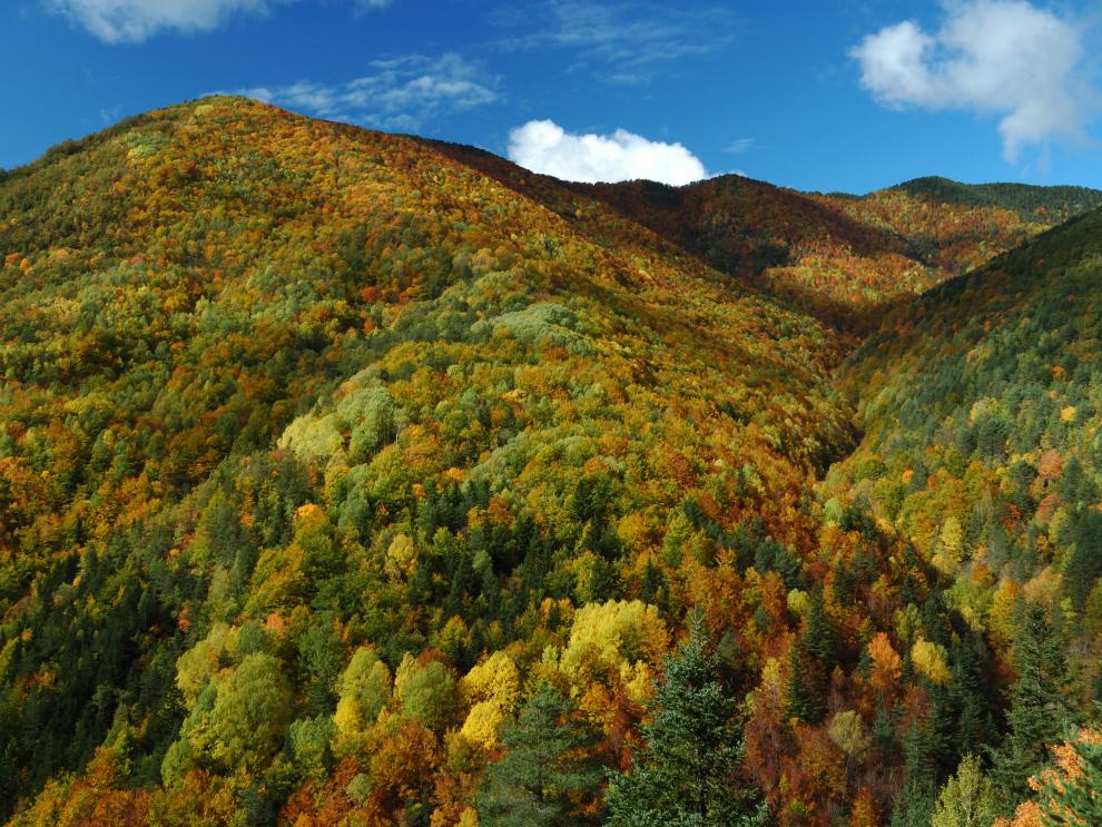 Vegetación en el Parque Nacional de Ordesa y Monte Perdido.