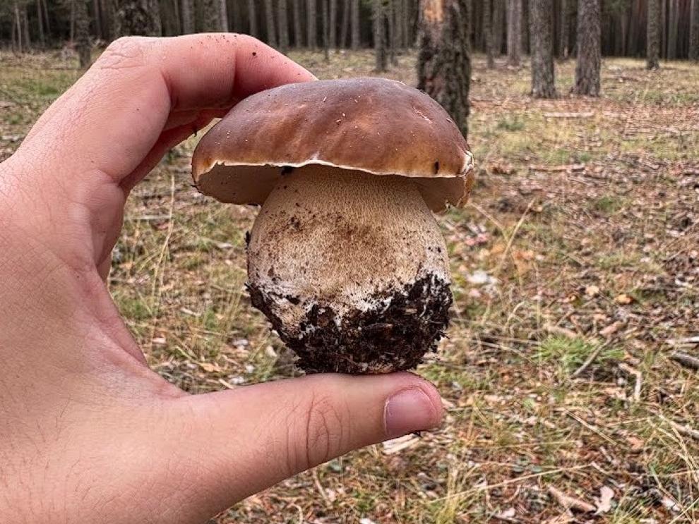 boletus 1