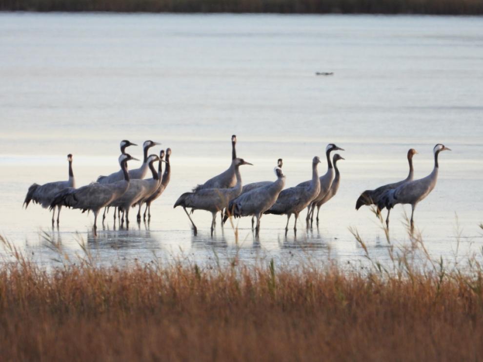 Grullas en la Reserva Natural Dirigida de la Laguna de Gallocanta