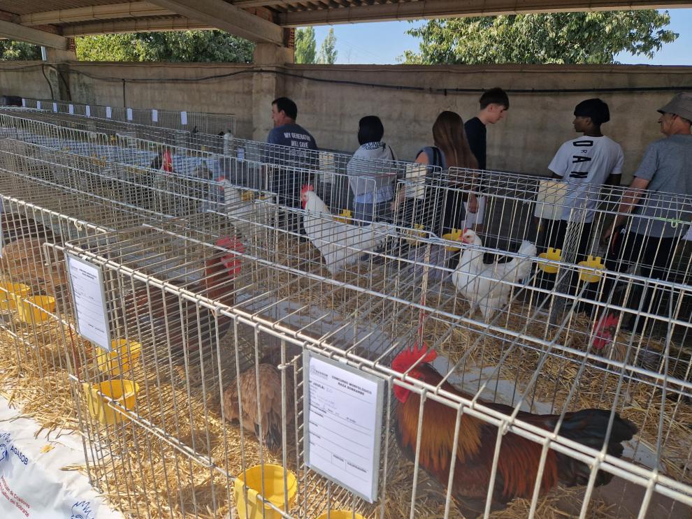El Departamento de Agricultura, Ganadería y Alimentación refuerza las medidas sanitarias en ferias y exposiciones ganaderas