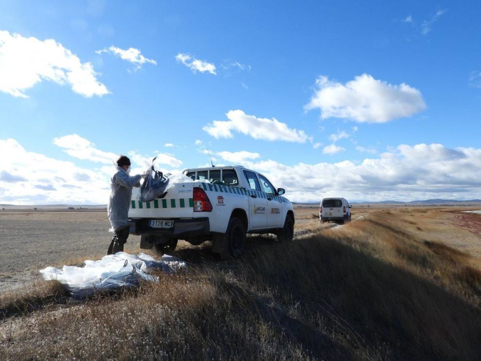 APN del Gobierno de Aragón recogen los cadáveres de grullas en Gallocanta.