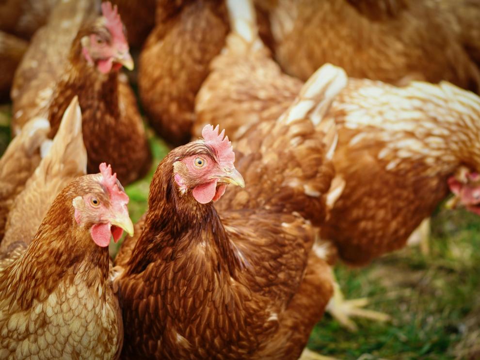 El departamento de Agricultura, Ganadería y Alimentación insiste en la prevención contra la gripe aviar en explotaciones avícolas.