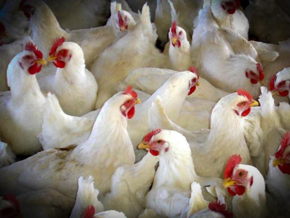 El departamento de Agricultura adopta medidas para prevenir la introducción de la influenza aviar en la Comunidad
