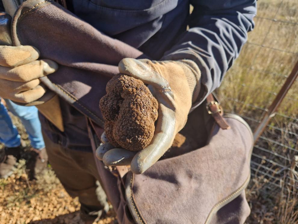 El departamento de Agricultura, Ganadería y Alimentación y Diputación Provincial de Teruel reivindican el valor de la trufa negra de la región.