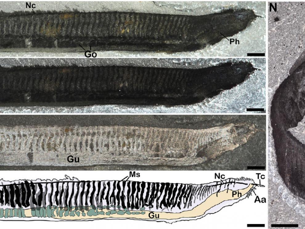 Algunos de los fósiles de Pikaia  estudiados en el trabajo ganador del Premio Paleonturología 2025.