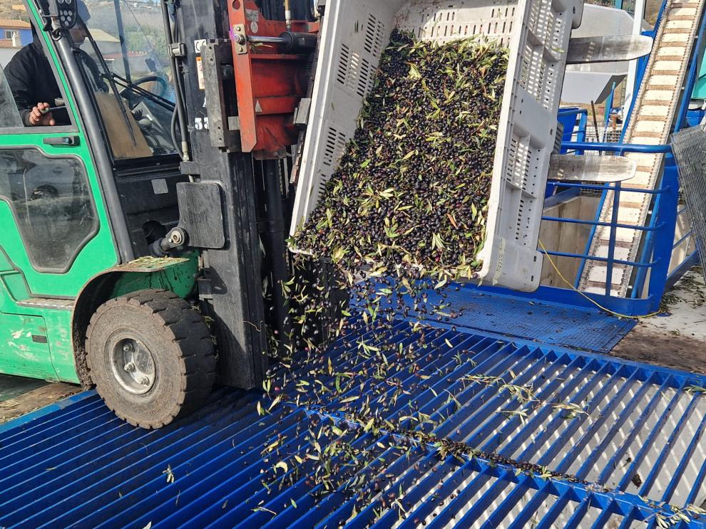 El departamento de Agricultura conoce en Oliete el modelo de Apadrinaunolivo.org de recuperación del olivar tradicional.