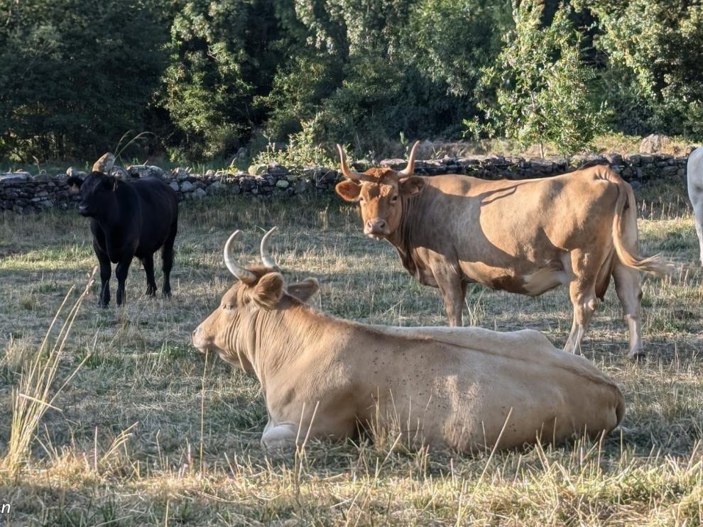 thumbnail_Vacas PIR 20250725