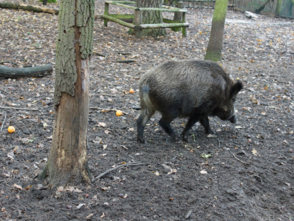 Jabalí-Foto archivo