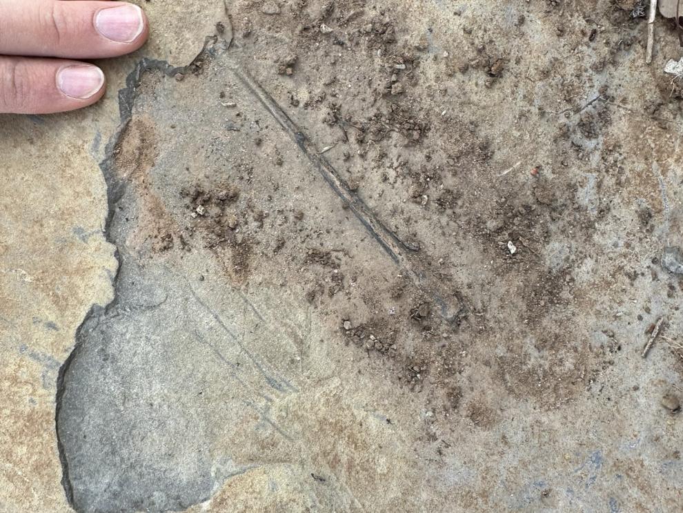 Falange alar de pterosaurio en el momento de su descubrimiento en el yacimiento “El Pozo” (Teruel).