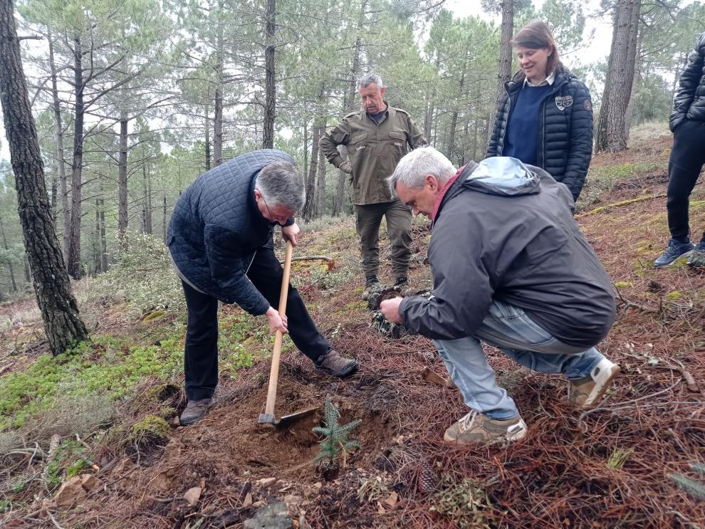 Blasco plantando uno de los pinsapos procedentes de Andalucía en Orcajo.