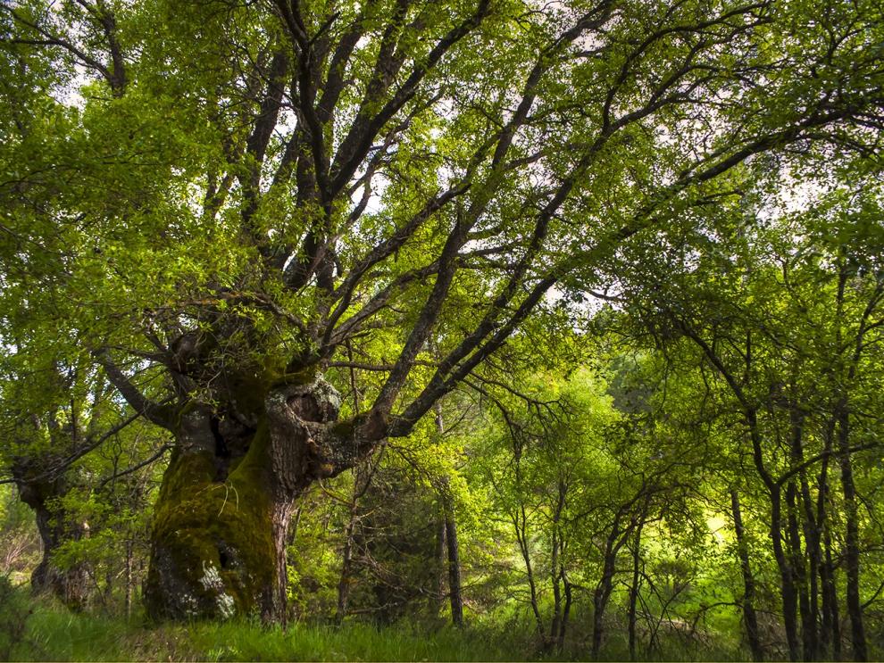 Bosque de quejigos