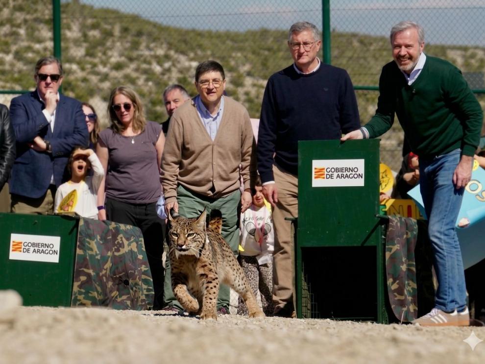 Jorge Azcón, durante la suelta de los linces.