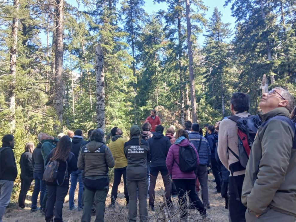 Un momento de la visita al abetal Fuente del Paco, en Villanúa.