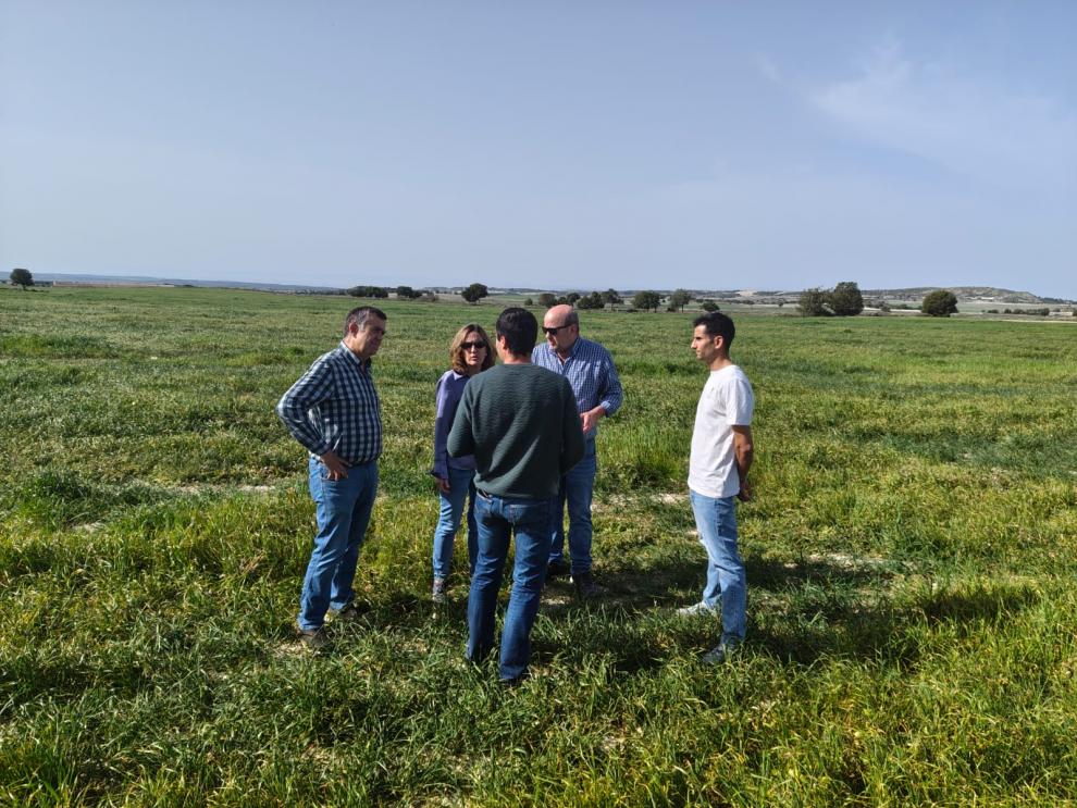 El departamento de Agricultura refuerza la vigilancia frente a la langosta en Los Monegros tras las afecciones del pasado año.