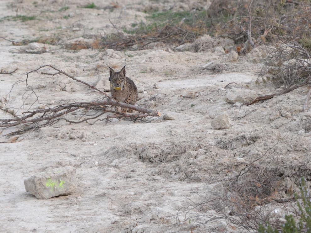 Uno de los linces ibéricos que se encuentran en la finca de Torrecilla de Valmadrid.
