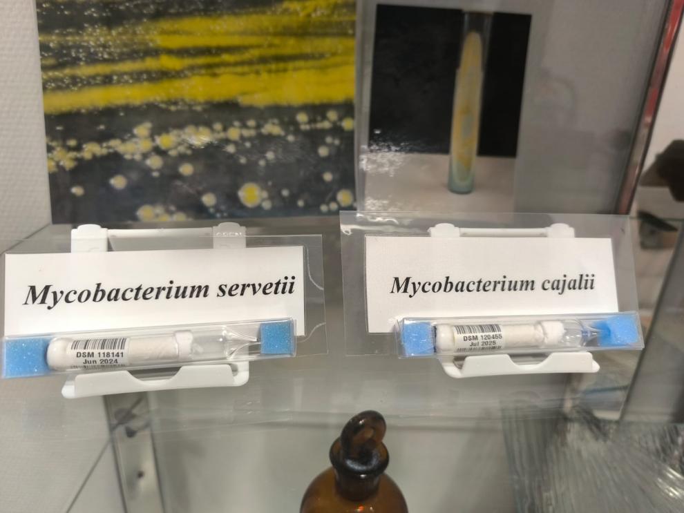 Muestras liofilizadas de las cepas Mycobacterium servetii (identificada en 2025) y Mycobacterium cajalii (2026), caracterizadas por el laboratorio de Microbiología del Hospital Universitario Miguel Servet.