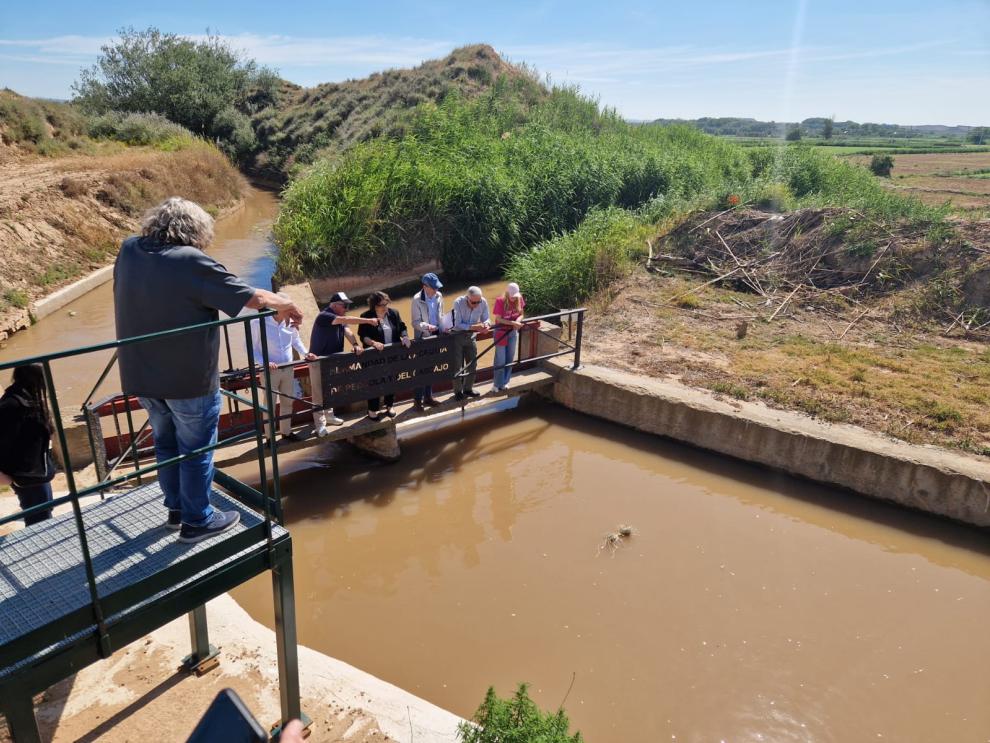 Pedrola celebra el histórico Trallo con la presencia de la consejera de Agricultura, Ganadería y Alimentación, Arancha Simón.