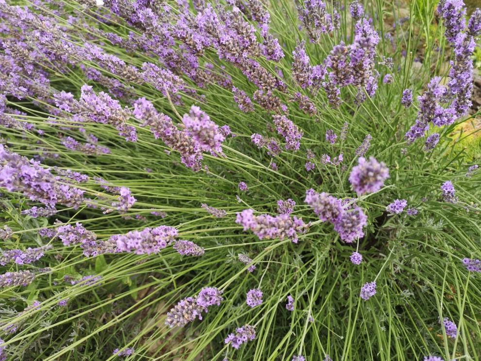 El CITA organiza un curso experiencial de cultivo y modelos de negocio con PAM en Teruel