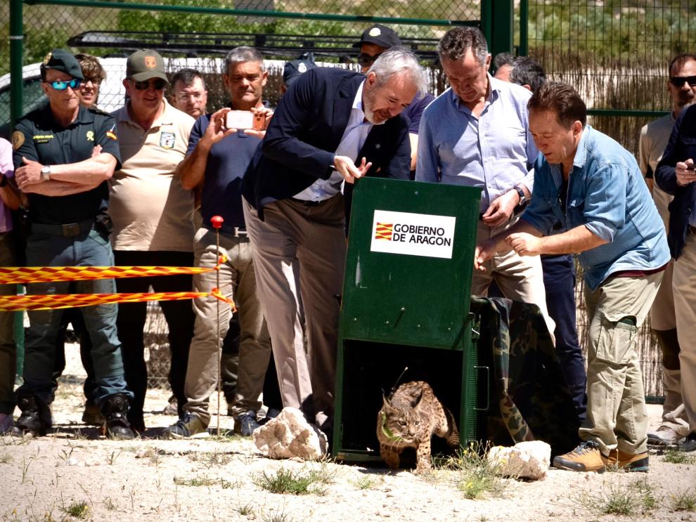El presidente Jorge Azcón ha participado este miércoles en la presuelta de los dos nuevos linces ibéricos.