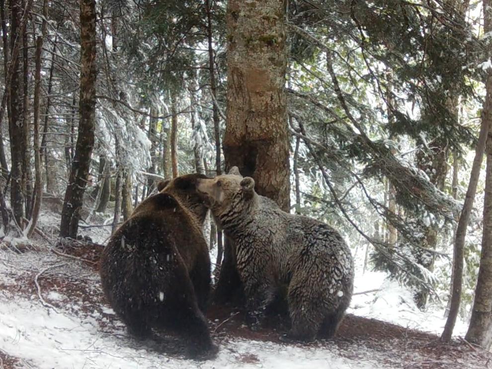 Claverina, junto a un macho de oso pardo, captada por las cámaras de fototrampeo.
