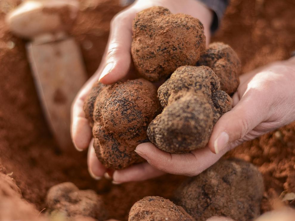 La Trufa Negra de Teruel consigue el reconocimiento de la Unión Europea como Indicación Geográfica Protegida.