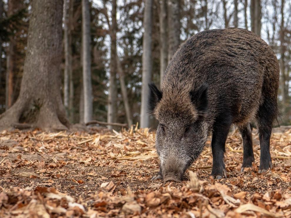 Ejemplar de jabalí silvestre, especie clave en la vigilancia y prevención frente a la peste porcina africana.