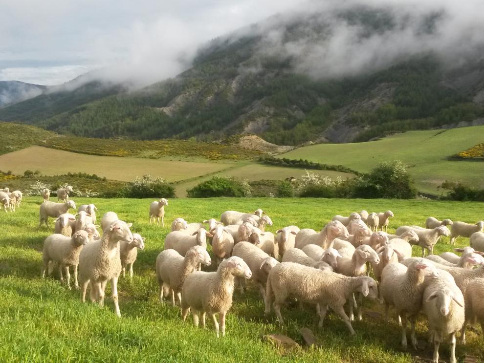 Un rebaño de ovejas en una explotación aragonesa
