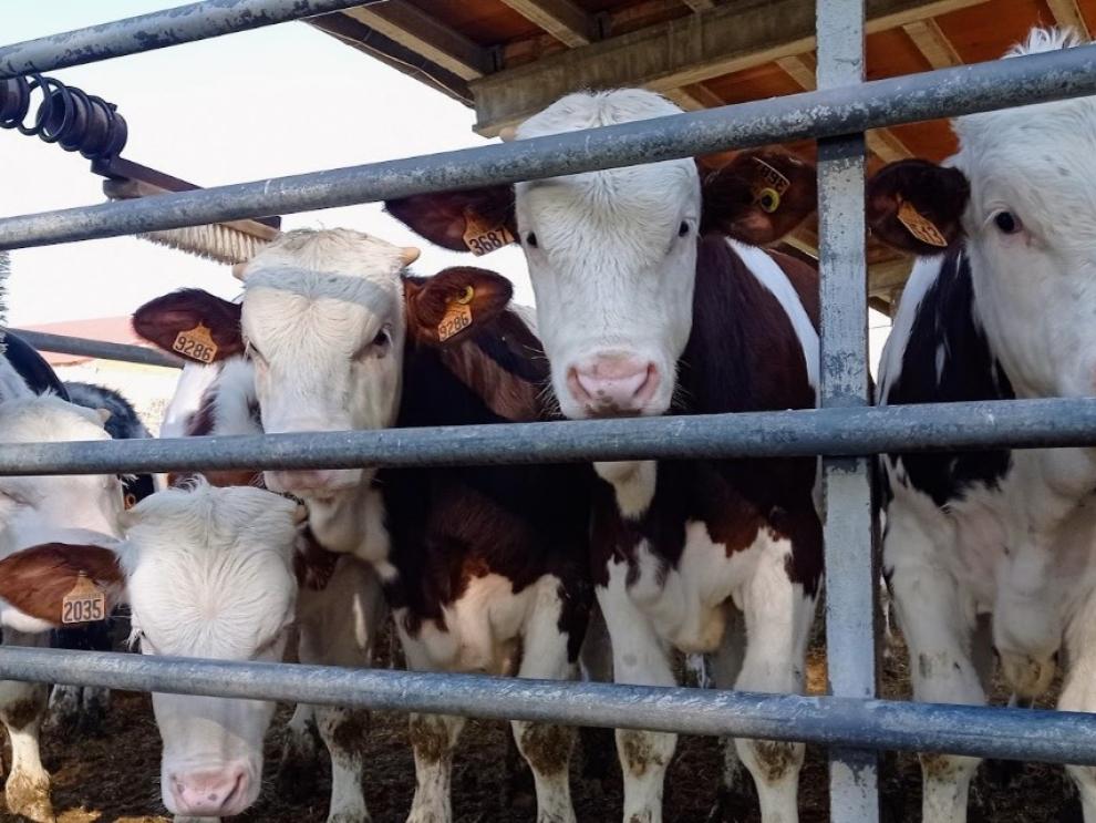 El ganado vacuno en cebo, objeto de los ensayos desarrollados en el proyecto LOCALBEEF