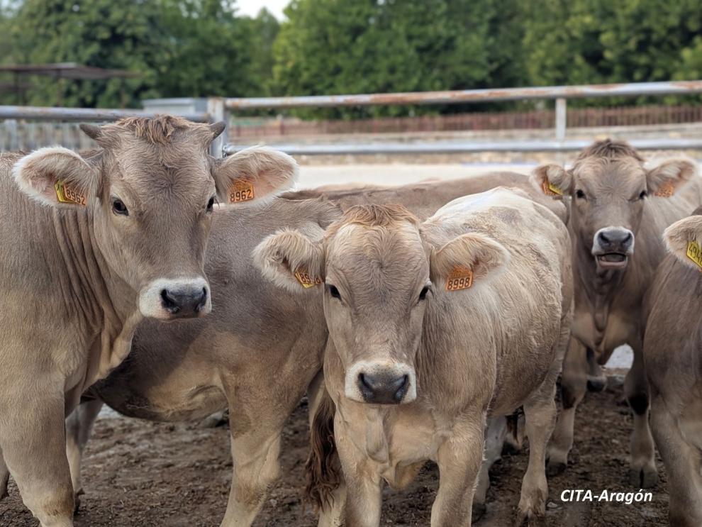 El Grupo Operativo BoviTECH, en el que colabora el CITA, mejora la eficiencia de las explotaciones y el cuidado de los animales