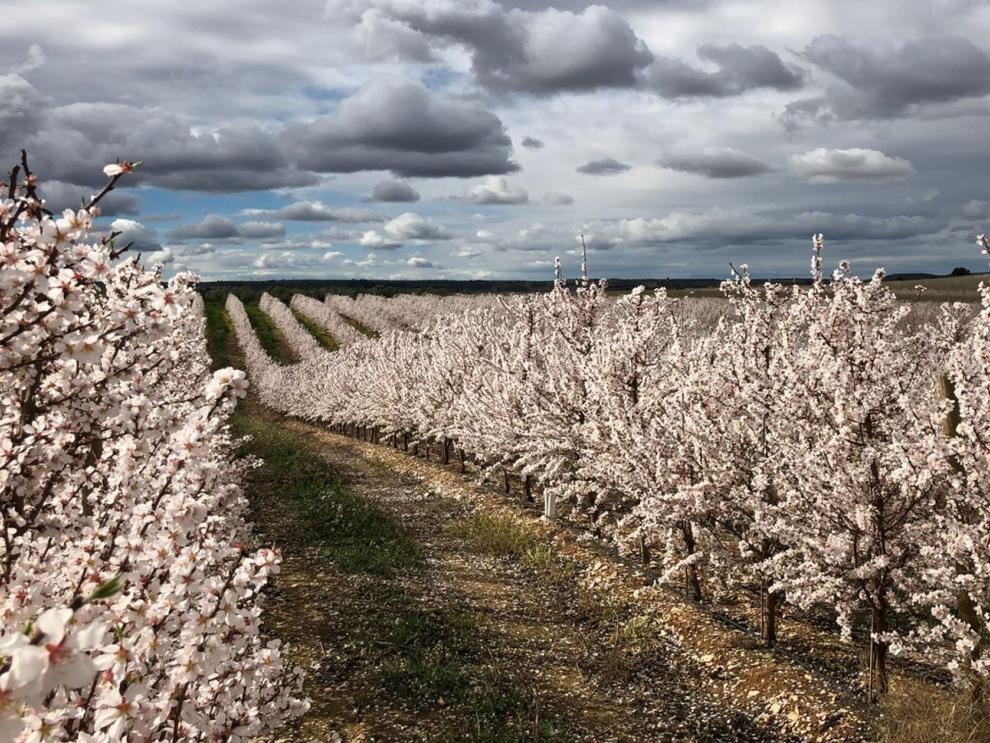 Almendro en flor