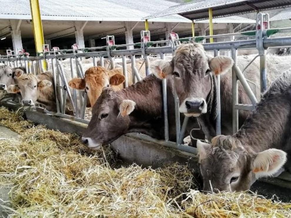 La Feria de Otoño de Biescas se celebra el 24 y 25 de octubre.